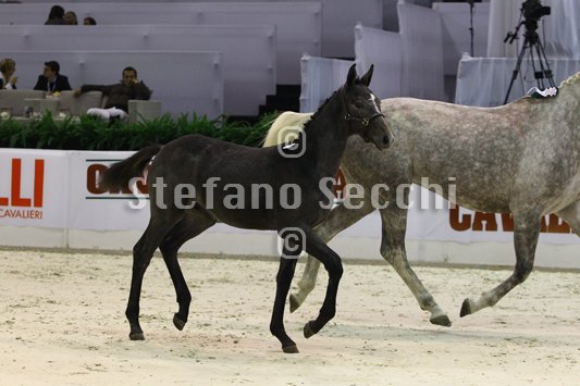 CA D ORO_MILANO_2010_SS3_3942.jpg